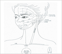 Softly massage the lymphatic glands